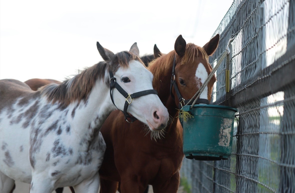 aoraki_family's tweet photo. もぐもぐラテちゃん🐴🍼
お友達と仲良くご飯食べてます🤭

撮影：T.Shimizu
協力：ウマフリ

#カスタディーヴァ2026 #ブチ柄の女の子 #実はもぐもぐできてない😆 https://t.co/rzSEJulrGh
