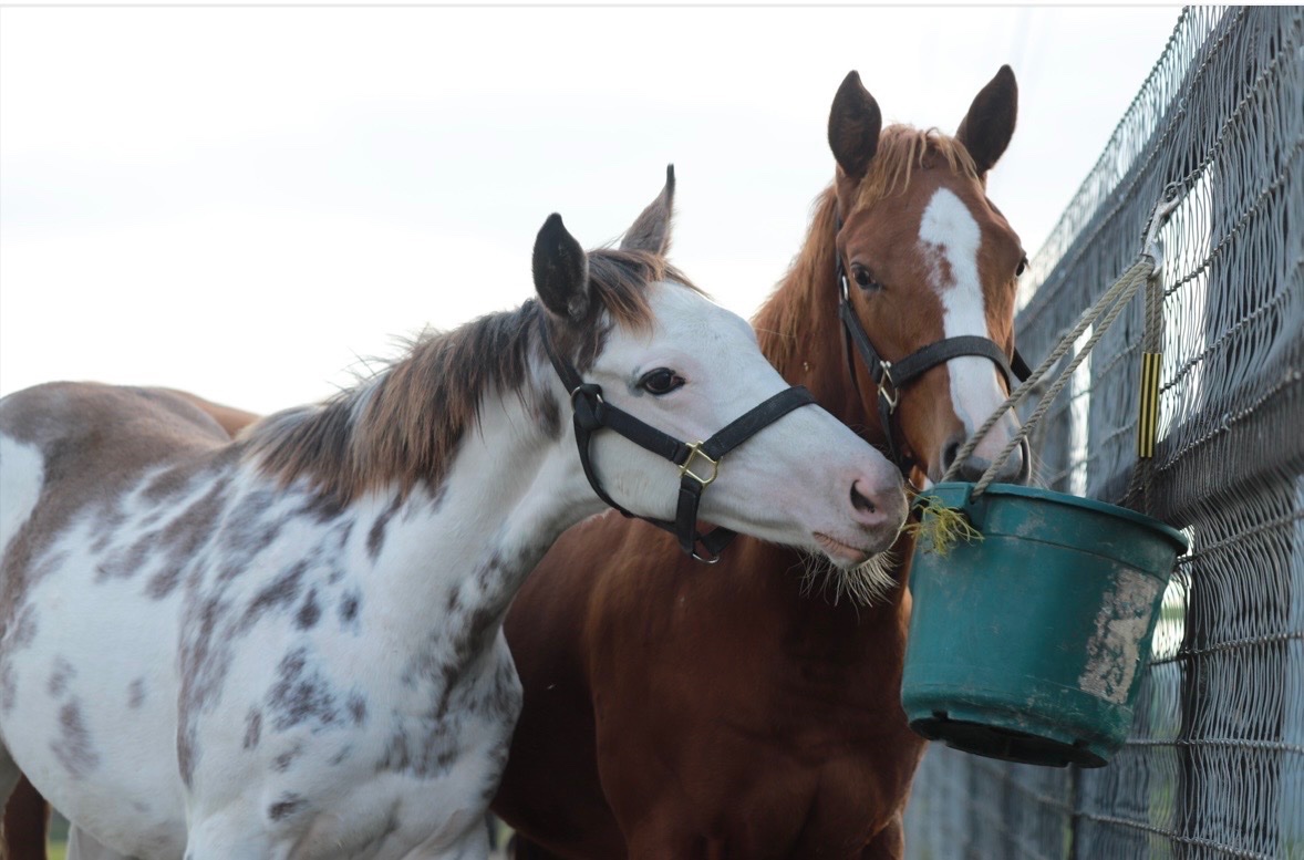 aoraki_family's tweet photo. もぐもぐラテちゃん🐴🍼
お友達と仲良くご飯食べてます🤭

撮影：T.Shimizu
協力：ウマフリ

#カスタディーヴァ2026 #ブチ柄の女の子 #実はもぐもぐできてない😆 https://t.co/rzSEJulrGh