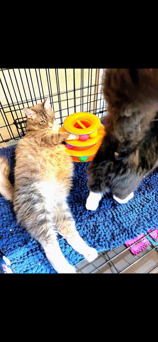 gandolf_s's tweet photo. Floofs! ❤️ https://t.co/X4pWpFacQK