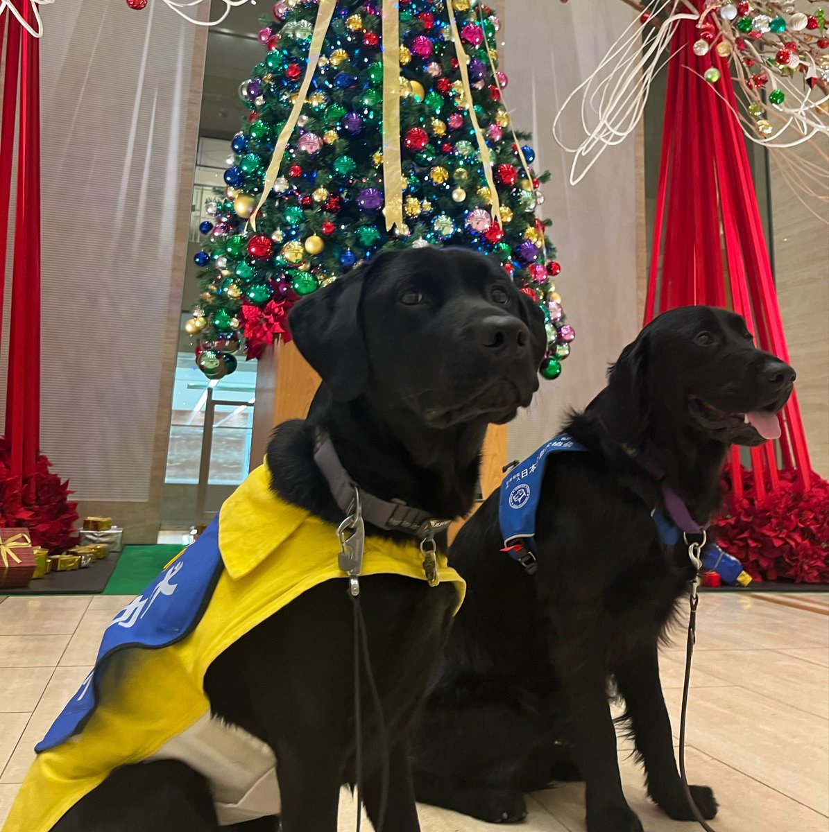JSDA_ServiceDog's tweet photo. 🐾イベント案内🐾

▶12月11日(金)
「第124回 クリスマスステップコンサート（東京公演）」
（会場：東京オペラシティ コンサートホール）

▶12月18日(金)
「第125回クリスマスステップコンサート（大阪公演）」
（会場：ザ・シンフォニーホール）
PR犬とともに参加させていただきます🐶

（1/3） https://t.co/zPjzsDnHQv