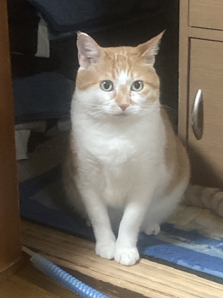 yt19890414's tweet photo. 野良猫だったネッコ🐈保護して4年目…
今ではこんな感じ…☺️

毎日仕事から帰ってきたらずっとくっついてきて本当癒し🥰

野良猫の時は辛い思いたくさんしたと思うし、家猫になったからには長生きしてくれよ…🥹 https://t.co/TF2KKQAefK