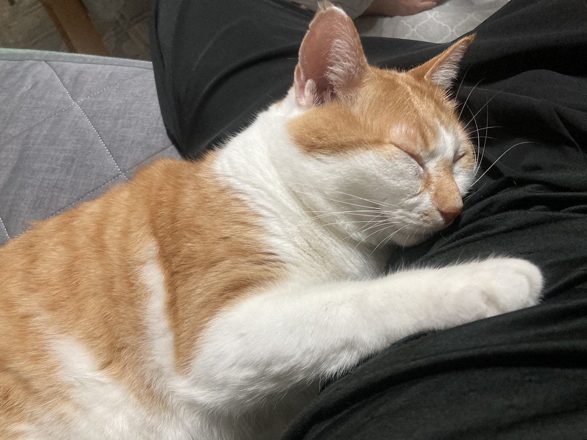 yt19890414's tweet photo. 野良猫だったネッコ🐈保護して4年目…
今ではこんな感じ…☺️

毎日仕事から帰ってきたらずっとくっついてきて本当癒し🥰

野良猫の時は辛い思いたくさんしたと思うし、家猫になったからには長生きしてくれよ…🥹 https://t.co/TF2KKQAefK
