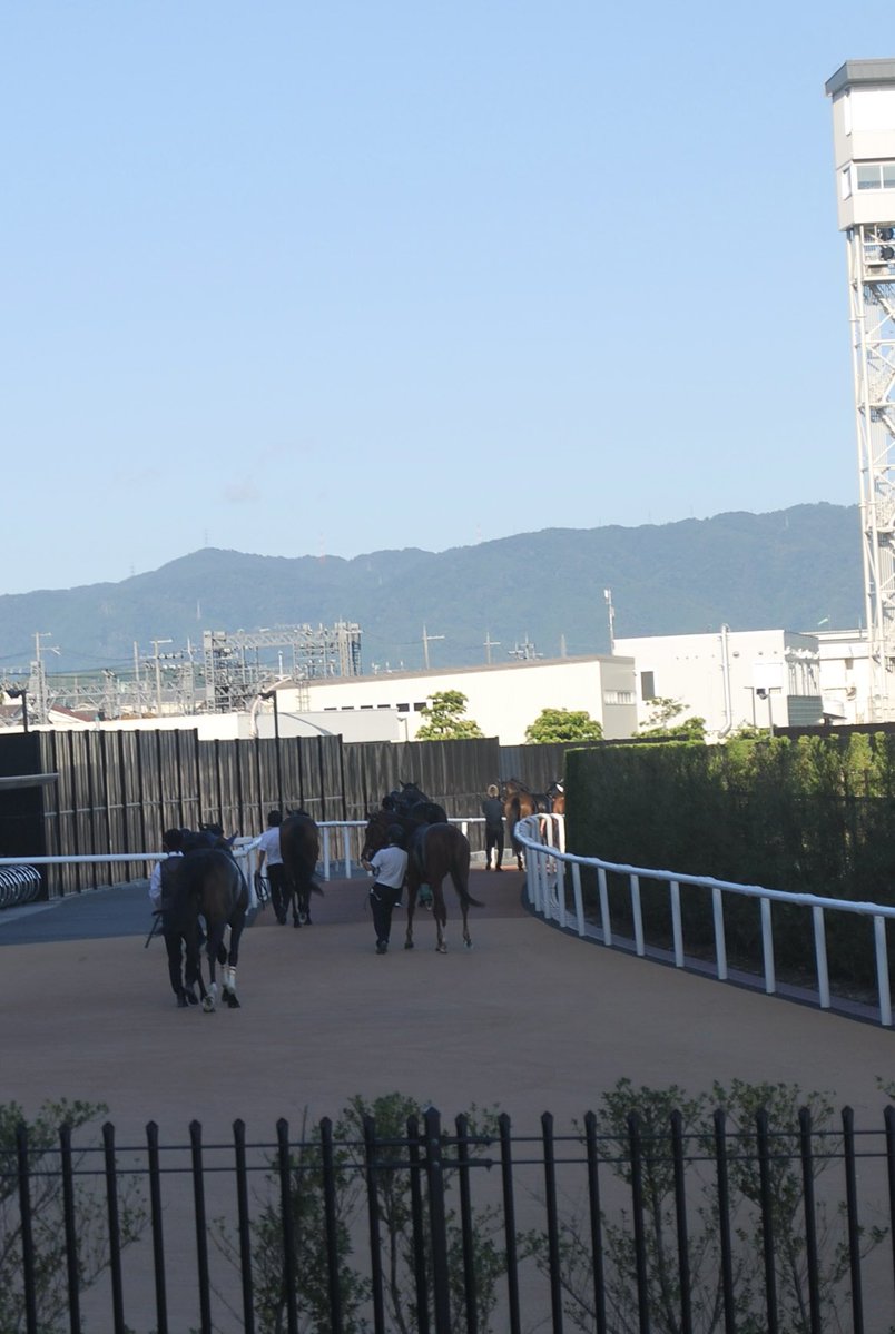 Lefyson's tweet photo. ガーネットフレアは秋華賞で11着でした。

レースはモンローウォークの気配を後ろで感じる4番手の位置でハイペースを追いかける形になり、最後は脚を使えませんでしたが、1:57.6の時計で走れたことは素晴らしかったですし、これが良い経験になると嬉しいです☺️

本当にお疲れ様でした😄 https://t.co/JJmAFSs3w2
