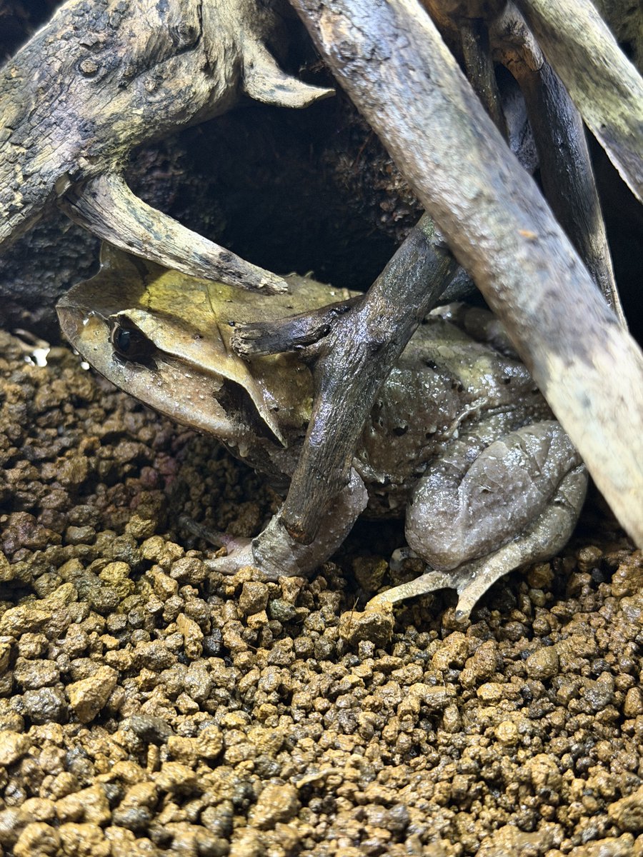 living_allf's tweet photo. 果たしてまともに飼えるのか… https://t.co/IBA3KoMeBr
