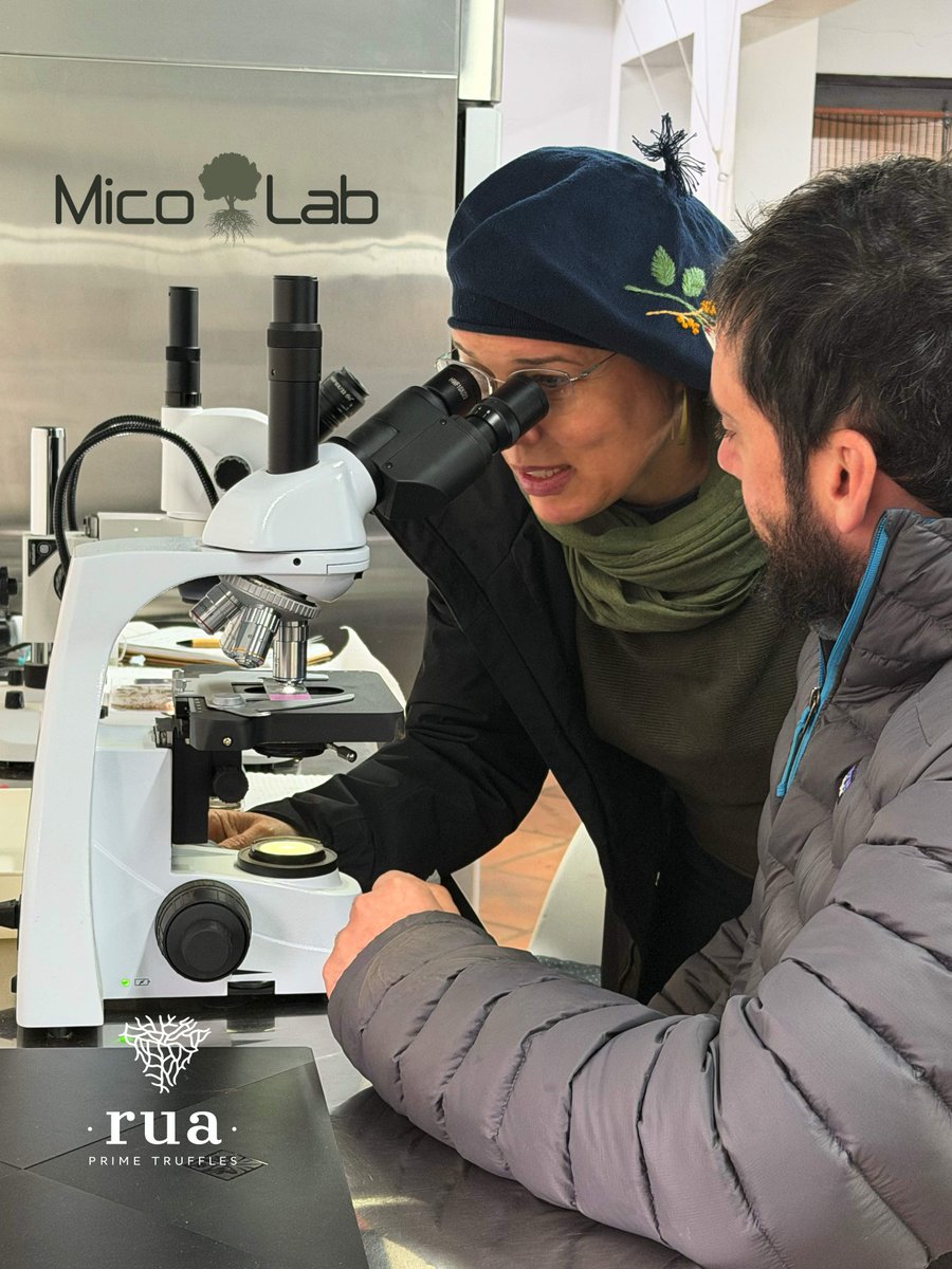 Mico_Lab's tweet photo. Detrás de cada plantación hay un reto diferente. MicoLab Truficultura desarrolla junto a RUA Prime (San Clemente, Chile) un asesoramiento adaptado a las necesidades y objetivos de su proyecto.

La apuesta por la mejora continua permite llevar cada plantación un paso más allá. https://t.co/Kc0zcFMTnY