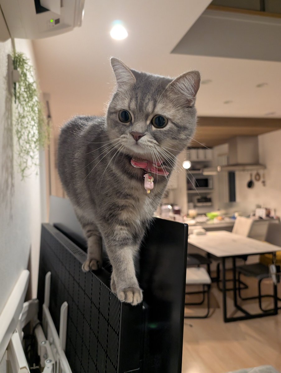 Ame_Ragamuffin's tweet photo. テレビの上(裏)ブームが来て困った😂
#ねこかわいいね #猫のいる生活 https://t.co/XlngL8Yqru