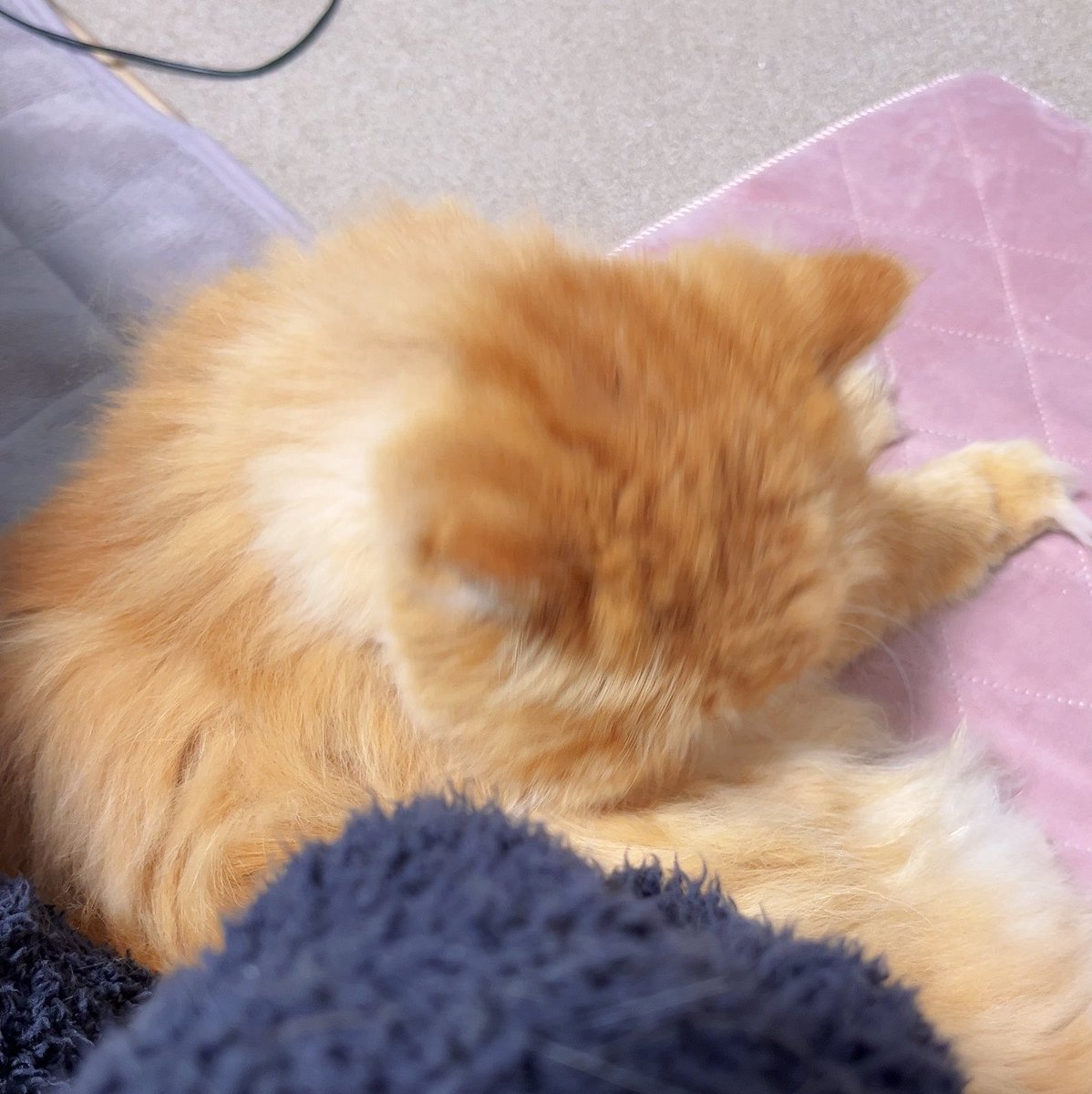 aroooshia's tweet photo. ずっと毛繕いしてる https://t.co/Z1LlaHTWcj