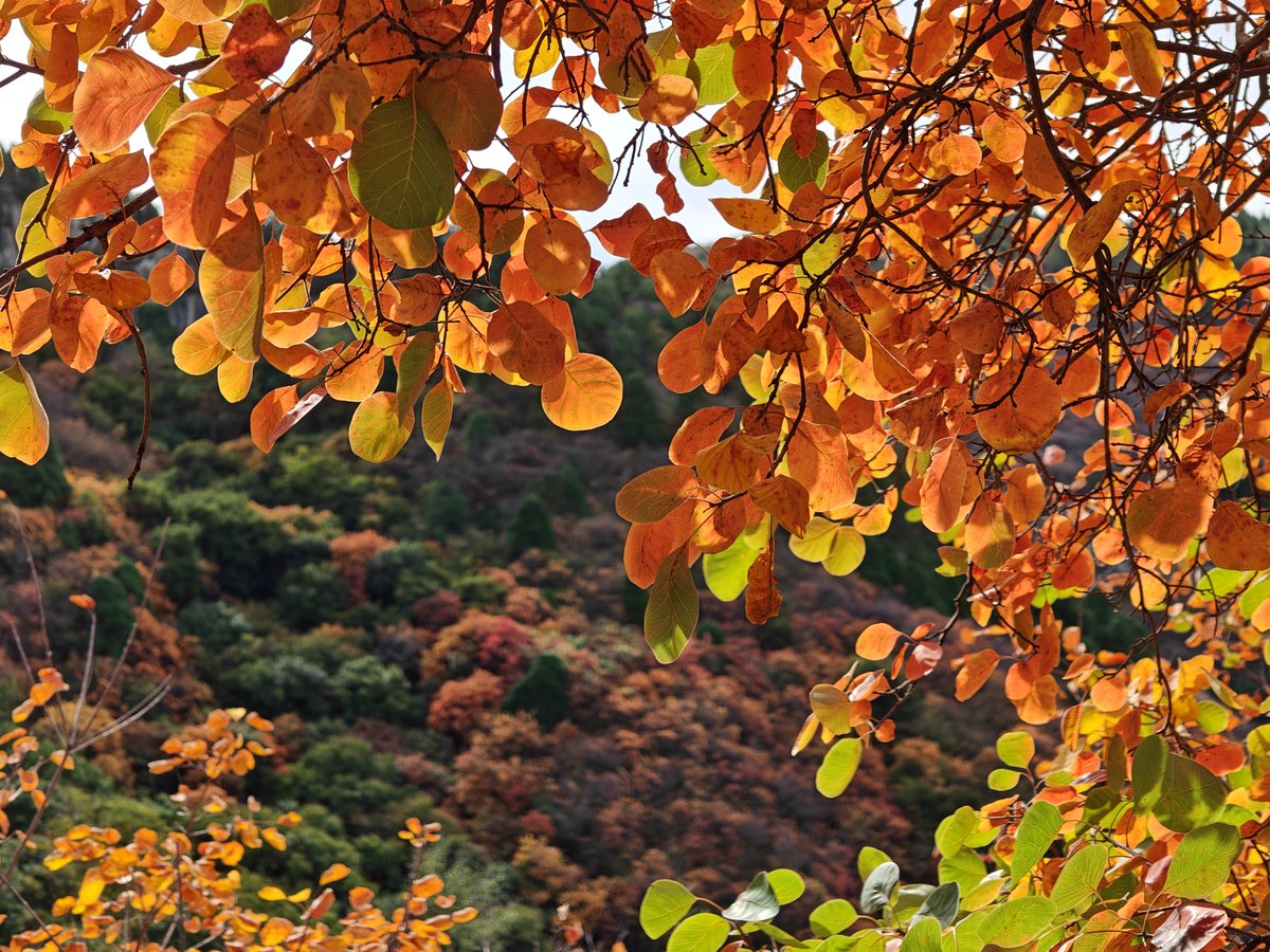 nealshushi's tweet photo. China's autumn
El otoño de China
中国的秋天🍁
#ChinaAutumn #OtoñoEnChina
#AutumnLeaves #ChinaTravel https://t.co/04xzvoNfot