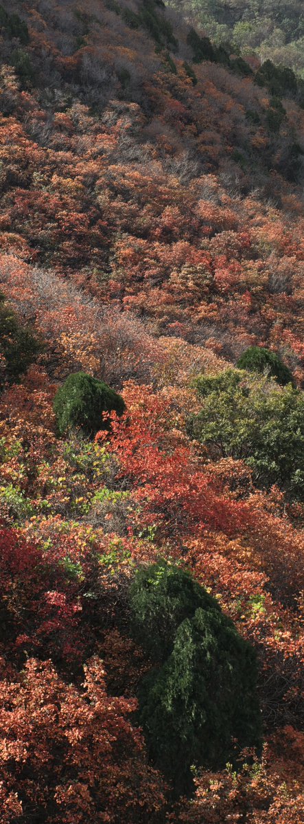 nealshushi's tweet photo. China's autumn
El otoño de China
中国的秋天🍁
#ChinaAutumn #OtoñoEnChina
#AutumnLeaves #ChinaTravel https://t.co/04xzvoNfot