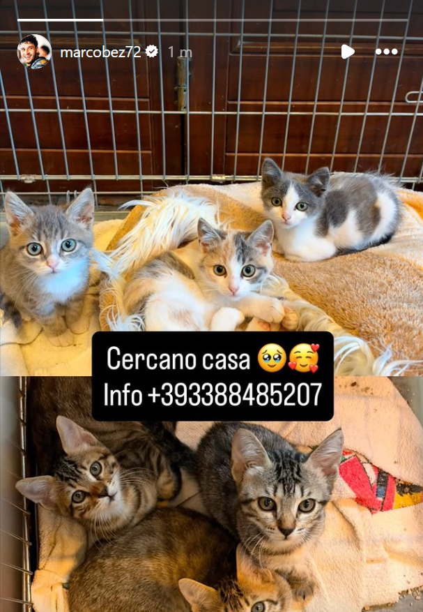 danztzpsh's tweet photo. marco bez appearing on socials again just to find adoptions for kitties i love him 🥹 https://t.co/l6Kkb3BEK4