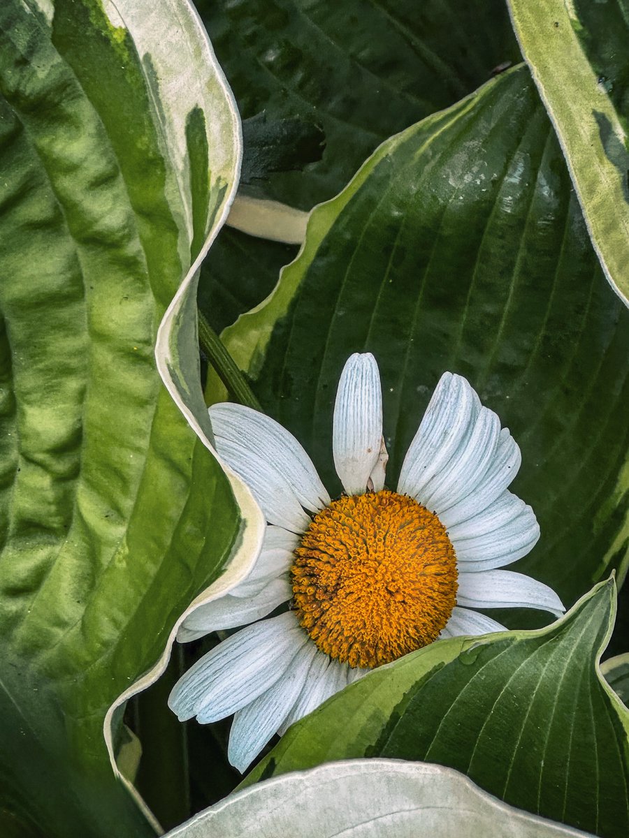 johns_ox7879's tweet photo. In the shelter of leaves 💥🌿🌸. #flora #chamomile #flower #leavesphotography #petals https://t.co/FZbDpxj3Ga