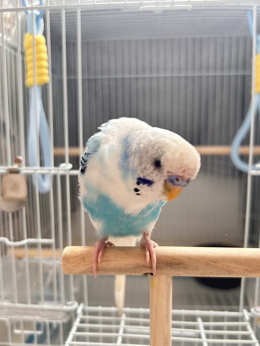bg92_seizon's tweet photo. もちきち（柴犬）
ささみ（保護インコ）

対戦よろしくお願いします https://t.co/e0MXIbH68L