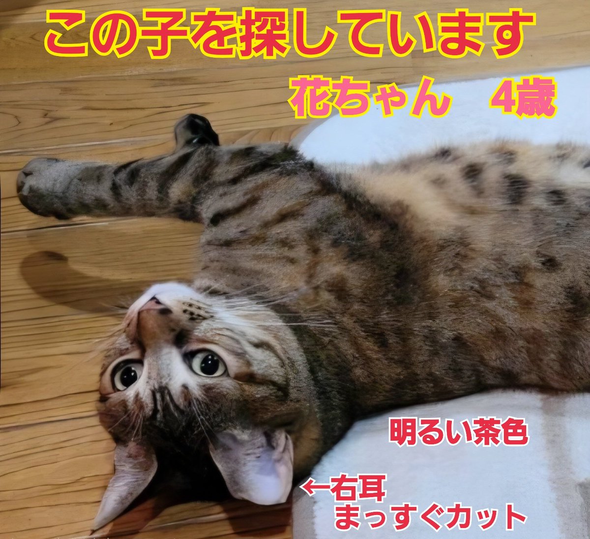 squirrelemi's tweet photo. 猫を探しています。花ちゃん4歳。右耳がまっすぐカット、身体は明るい茶色ですが長い尻尾だけ色が違いグレー✕黒の縞々模様です。2024年4月11日横浜市金沢区富岡東の自宅から私の不注意で外に出てしまい迷子のままです。ずっと探しています。祈る毎日です。
#猫を探しています
#拡散希望ＲＴ希望です https://t.co/zPsDmPZJfV