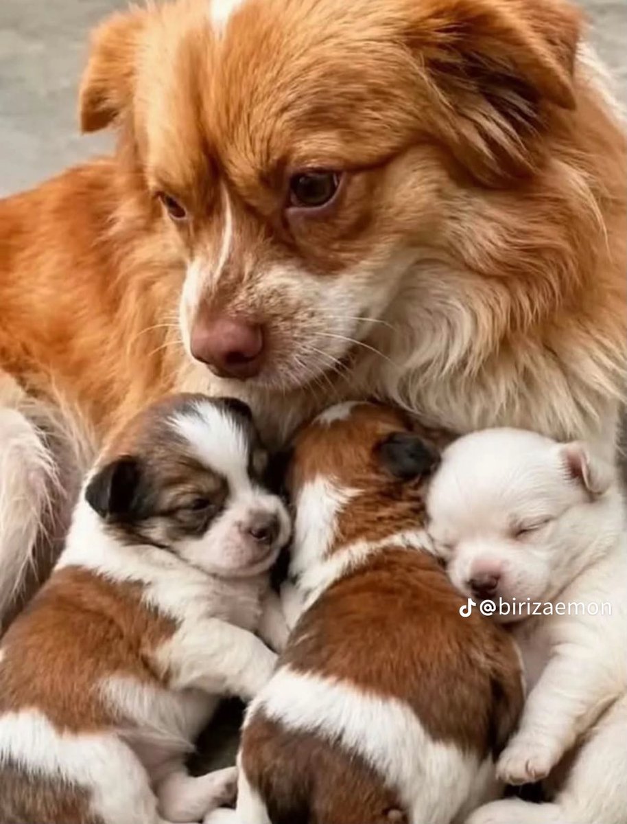 romeo1022maiki's tweet photo. Wang Wang and her 3 puppies deserve justice! 💔

Their suffering must never be forgotten. We demand justice and stronger laws to protect animals from cruelty!

Please share their story. 🌍✊

#JusticeForWangWang #StopAnimalCruelty https://t.co/RvAfvzP78W
