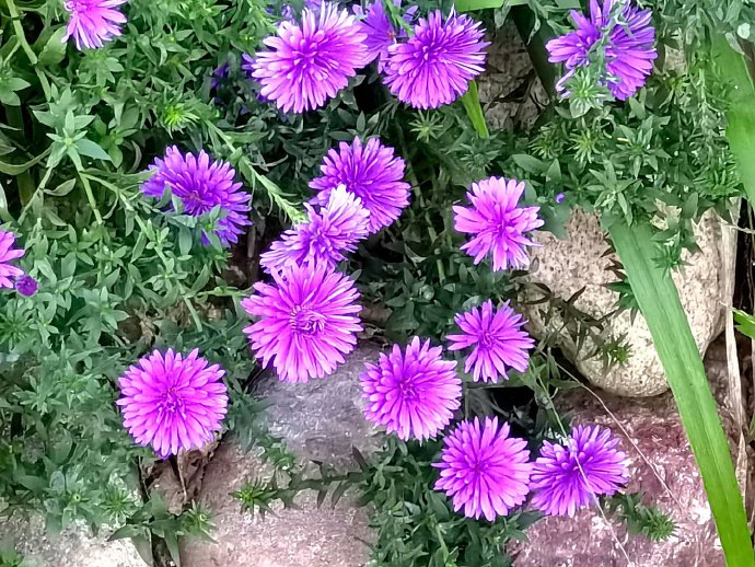 naomamita's tweet photo. [室の隅に咲く花、毎日見ても飽きない。止まらない癒し時間] https://t.co/YE3SwDfxdN