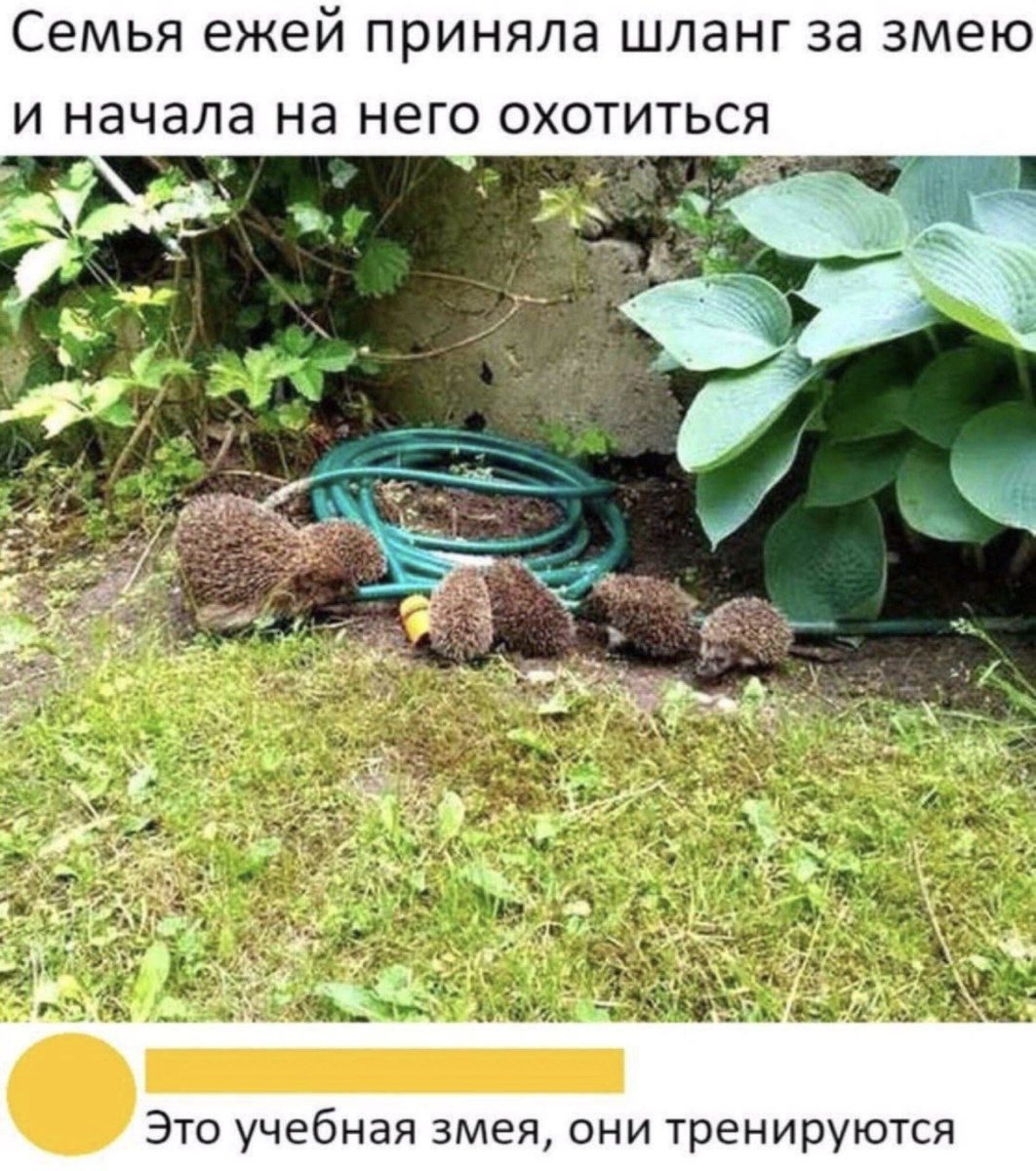 Olgerd_fon_Ever's tweet photo. Эмгыр и маленькие эмгырята https://t.co/7ZLU4EbEp4