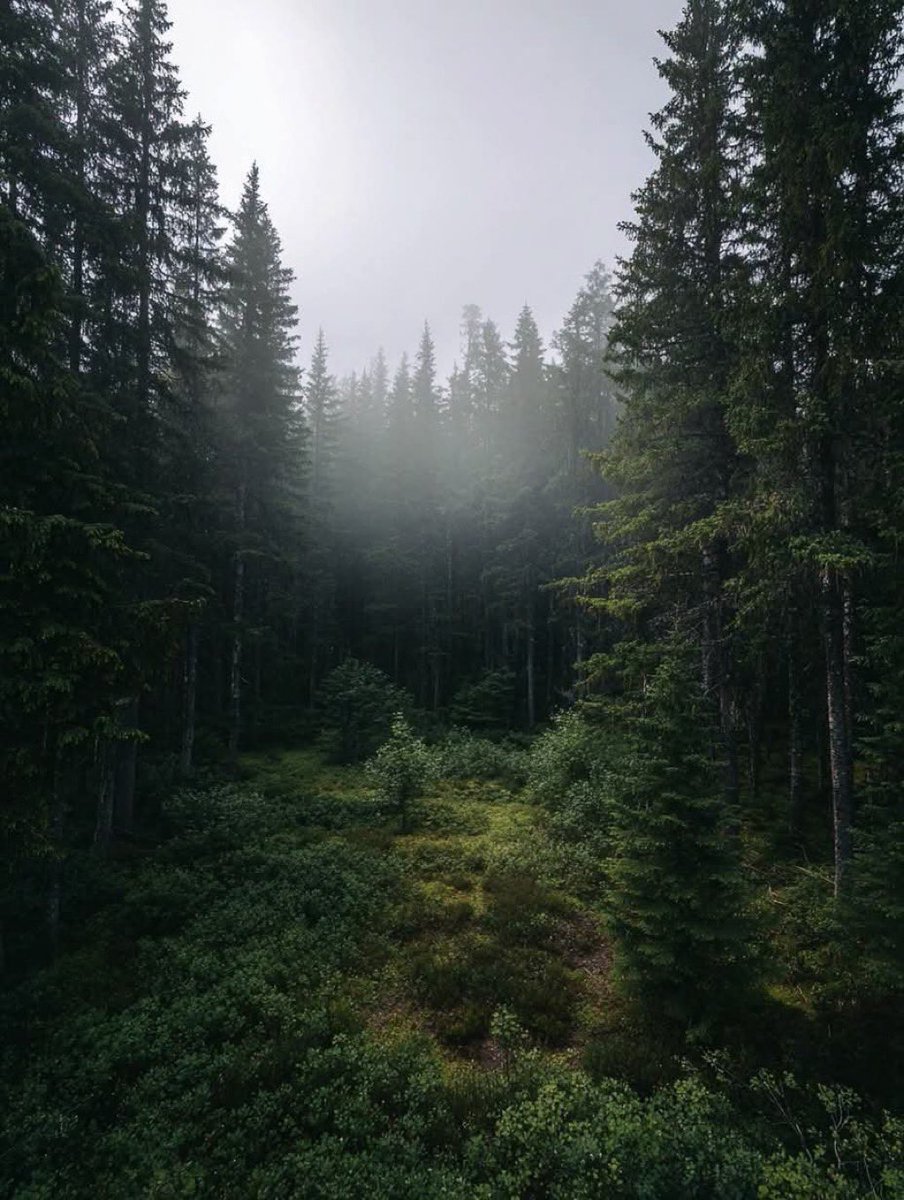 TheNatureeeGirl's tweet photo. Beauty of a moody forest 🌲 https://t.co/0A0eRMJrZp
