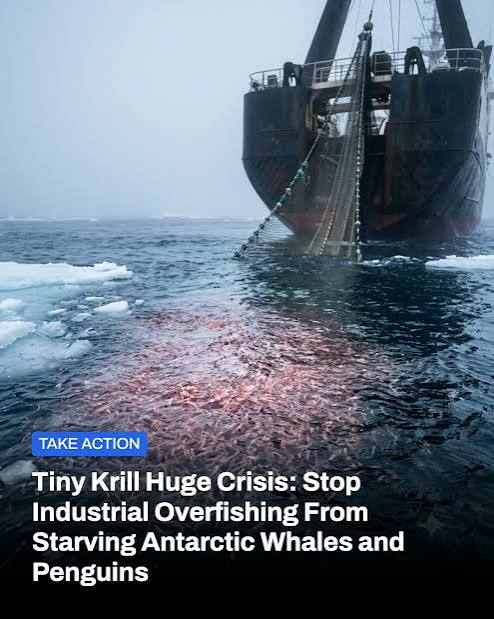 ECOWARRIORSS's tweet photo. Taking the food from starving whales penguins and birds
China cruelty has no limits 
China's krill fleet grows to almost double size of Norway's driven by substantial state subsidies and growing domestic demand for krill-based aquaculture feed, omega-3 supplements, and biomedical products

https://t.co/usN6VeUliv