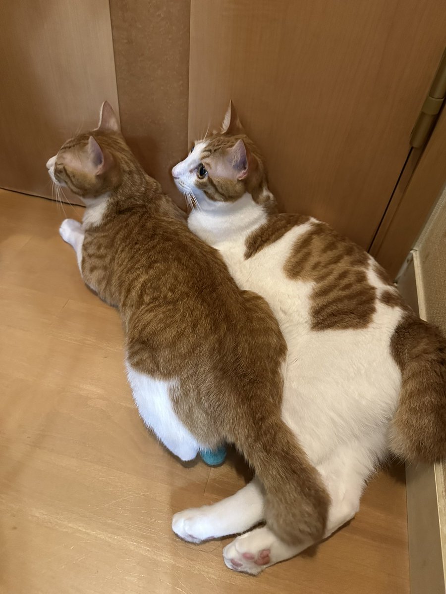 namamugi_cat's tweet photo. 抹茶　甜茶 https://t.co/SA8Q215mpp