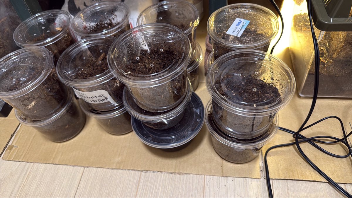Miyazon71949474's tweet photo. ニジイロクワガタの幼虫たち

4頭だけ菌糸にいれて、後は大きなところへ移籍しよー https://t.co/q9hio969Hb