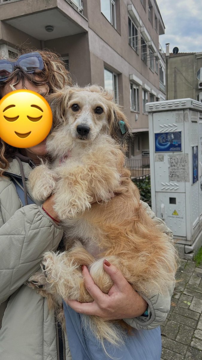nesliko's tweet photo. Konya Barınağı’ndan geldi, 2-3 yaşlarında bi erkek. İstanbul’da geçici yuvada ailesini arıyoruz. Onunla tanışmak ister misiniz? İletişim @Bedtimemilk https://t.co/F7BjjuxjLB