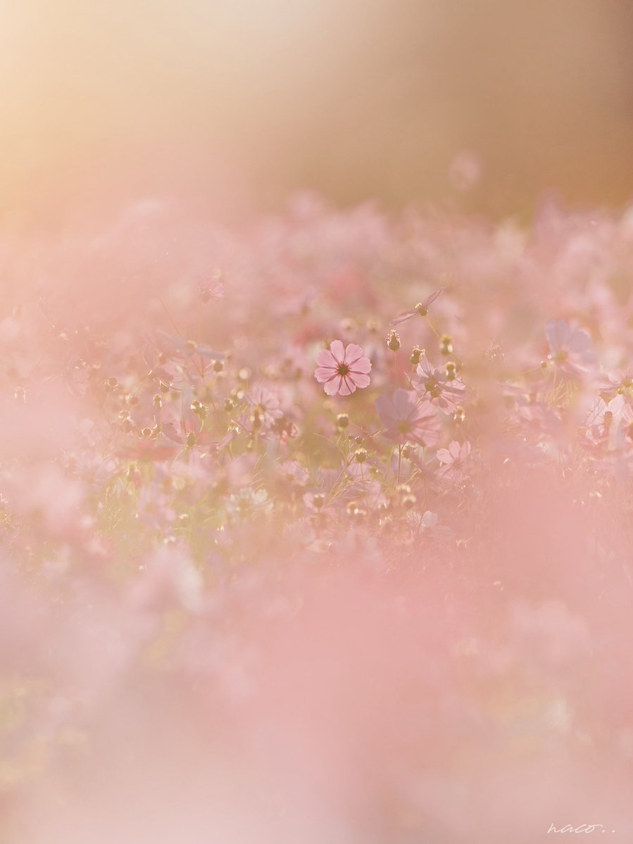 naco__________'s tweet photo. ⚘⠜

　風に揺れる花を見て
　咲いている姿を眺めて
　ただそれだけのこと

　畑へ向かう途中
　少しずつ明るくなる空を見ながら
　歩いた時間も

　ただただうれしかった

#tokyocameraclub https://t.co/QFFbU2UoJv