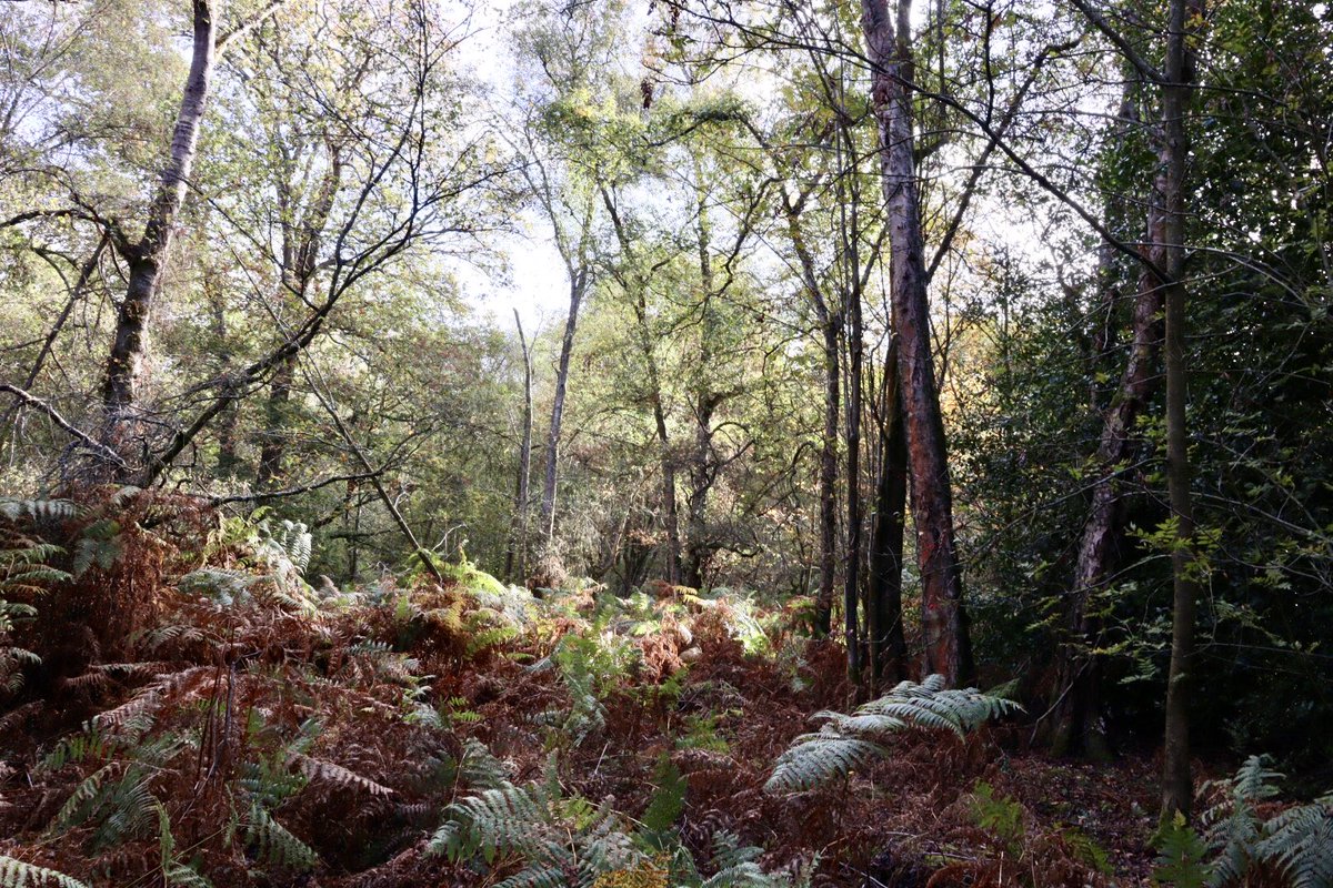 Sarahcoxh's tweet photo. Great woods Hertfordshire https://t.co/D8gz9jiLDS