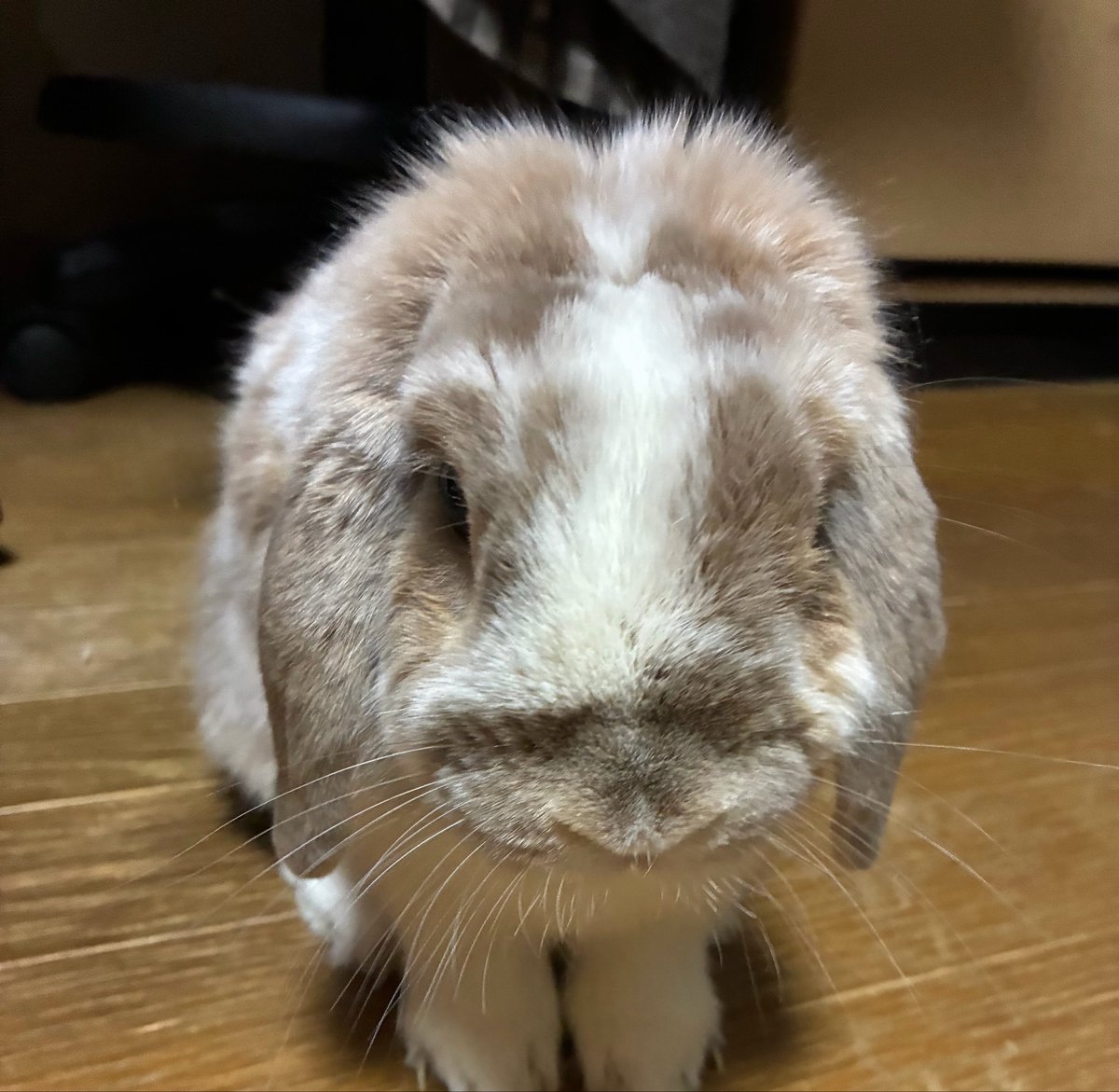tongariinu's tweet photo. ちっぽけジジイ https://t.co/9RjeaLJpSC