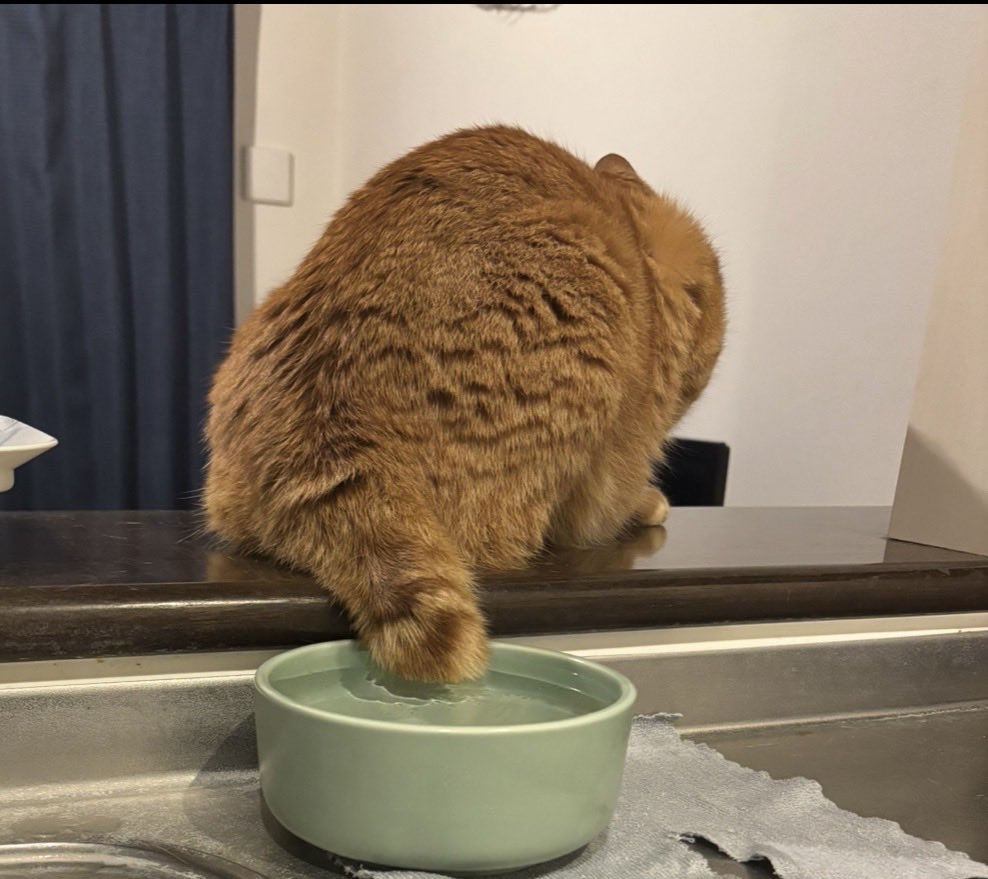 21kawashiri's tweet photo. またすんの？
お水さっき変えだけど　笑
#猫 #しっほ https://t.co/Cfqp4IWQd5