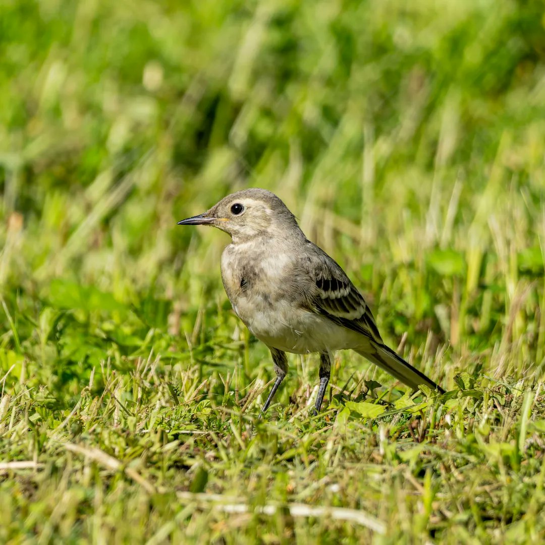 s_ramoso536's tweet photo. #sony #a6600 #sonya6600 #sonya6600photography #sel70350g #70350g #sony70350 #moscow #park #forest #bird #birdwatching #birdphotography #wagtail #summer #summerphotography #summerforest #nature #naturephotography #naturelovers #москва #паркпобеды https://t.co/UG8plpc5lJ