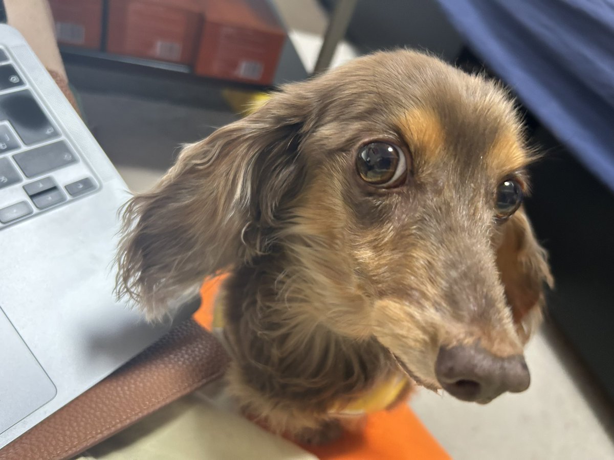 kzmhara's tweet photo. 毛玉さん！？ https://t.co/TA6hf6u0rm