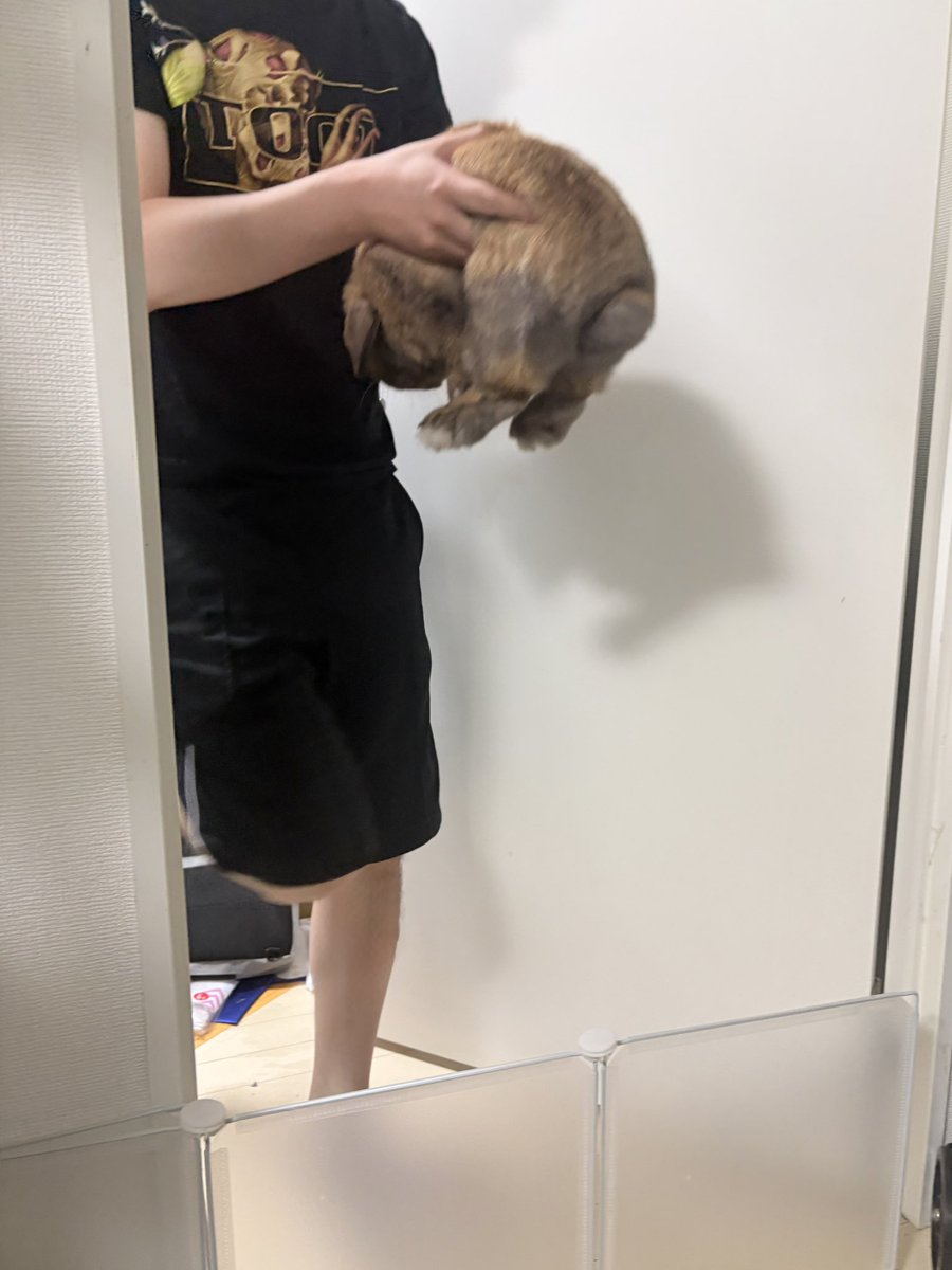 usagi_popeye's tweet photo. 仕事部屋に入ってつまみ出されるポパイだね https://t.co/n8EoLdANUG