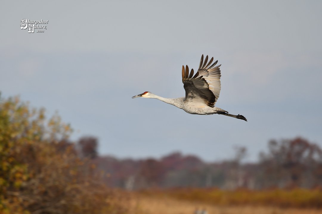 SharpshotNature's tweet photo. Sharpshot Nature .Com 01599-tod-032889 Sandhill Crane 
#sharpshotnature #bird #sandhillcrane #sky #tree #autumn #fall #fallcolor #nature #naturephotography #wildlife #wildlifephotography #photography https://t.co/mJaQxpnSlp