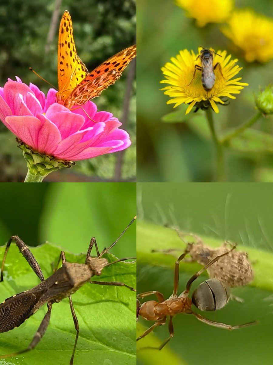 DevaMylamala's tweet photo. The vibrant patterns on the butterfly's wings彰 its unique beauty, while a sneaky spider tries to搅蛊 the small insects around, and a little caterpillar starts to crawl slowly. https://t.co/lr7gkFQpVy
