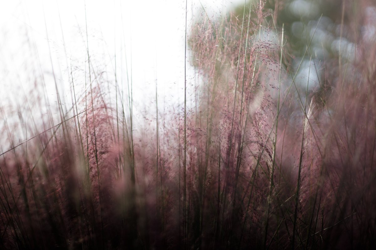 battenkusa's tweet photo. しかしCONTAX Planar 50mm F1.4さんマジで優秀…もう君から離れられないよ…
調整無しでこの画質、加工しまくりの写真があんま好きじゃないから大満足、てか、楽ちんすぎる https://t.co/nXArfx48zv