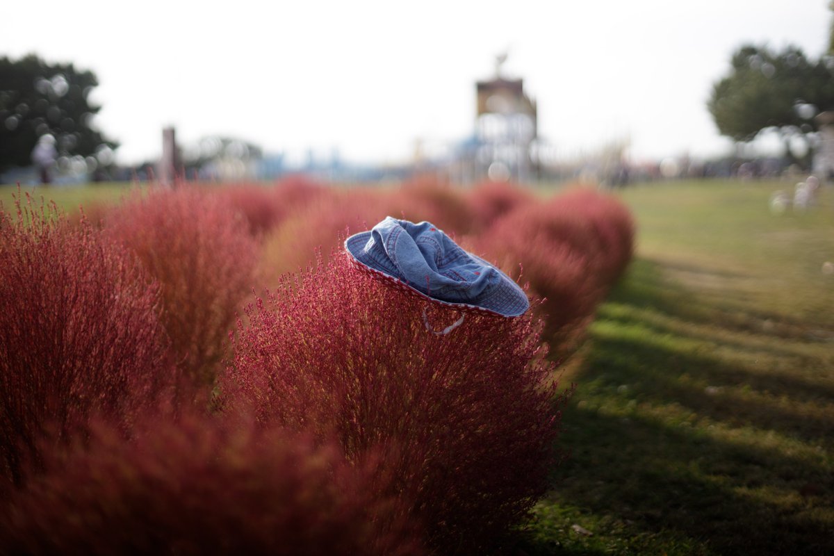 battenkusa's tweet photo. しかしCONTAX Planar 50mm F1.4さんマジで優秀…もう君から離れられないよ…
調整無しでこの画質、加工しまくりの写真があんま好きじゃないから大満足、てか、楽ちんすぎる https://t.co/nXArfx48zv