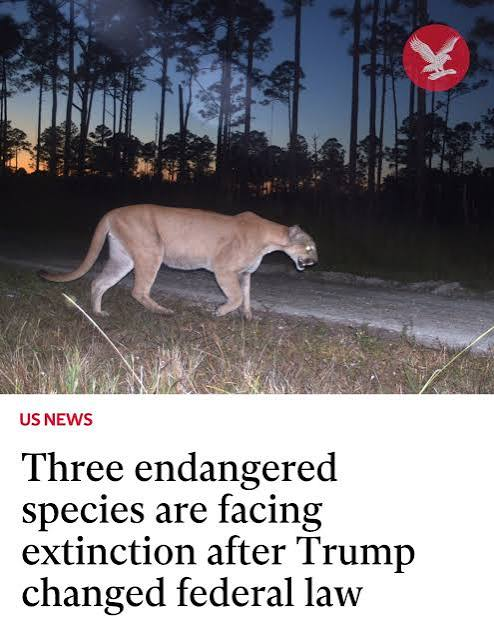 ECOWARRIORSS's tweet photo. Trump has ripped the heart out of the Endangered Species Act
Changed meaning of harm under the Act so that the habitat of trees forests ocean  in which endangered species live can be destroyed 
Changed meaning of take so that accidental killing of whales Owls etc is allowed https://t.co/WmvNA0chDr