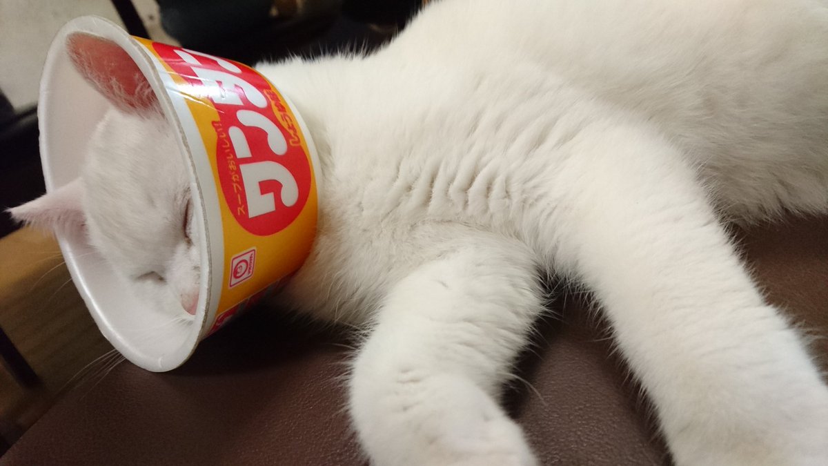 kitoton's tweet photo. ワンタンです。

小さいカラーが無く、ワンタンを被ってました。 https://t.co/fbOUsWqLtF