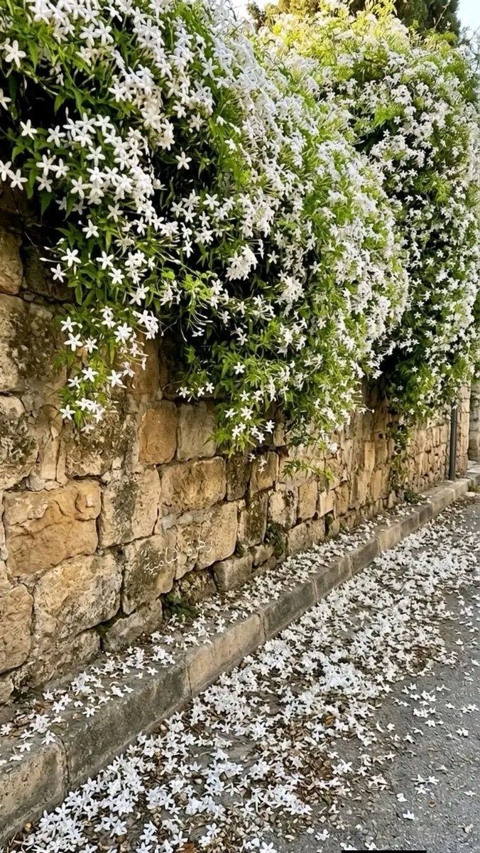 70gwL's tweet photo. حين يسكن الحب بيتًا ، يصبح كلُّ ركنٍ فيه ملاذًا للروح ، وكلُّ زاويةٍ فيه وطنًا للقلب 💗🌿
💐🍃 https://t.co/98HnYHEvVI