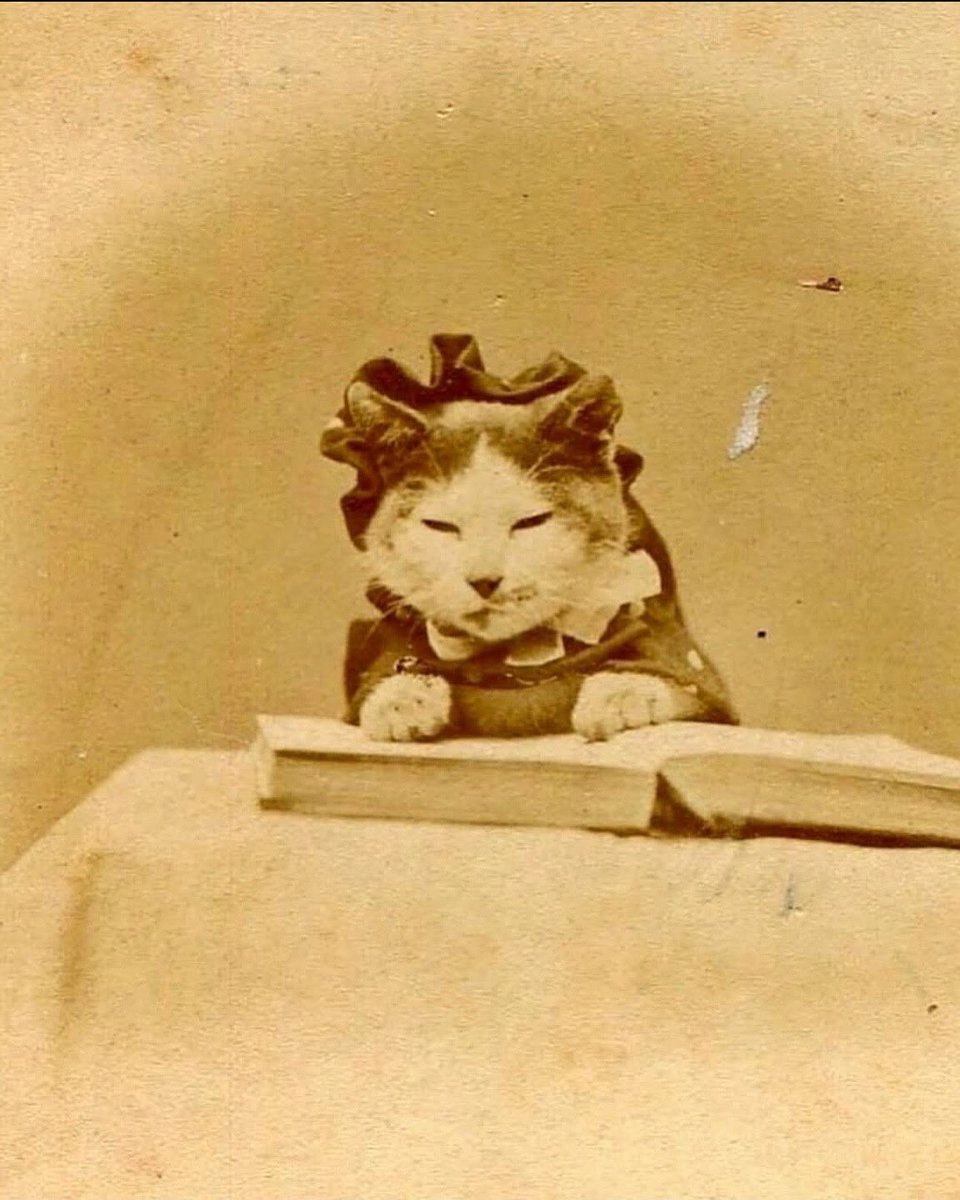 ama_underated's tweet photo. Cat portraits from more than a century ago https://t.co/nBiz9w7enW