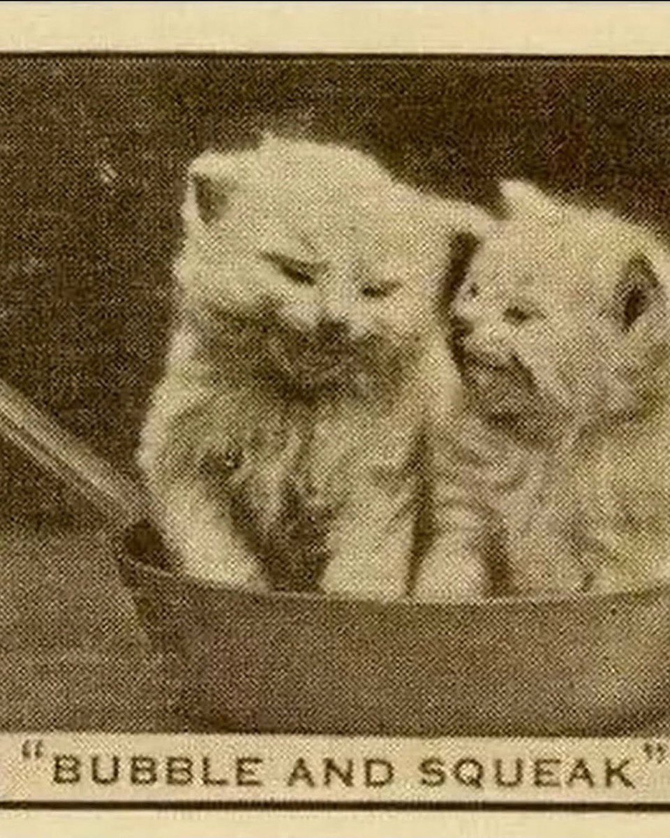 ama_underated's tweet photo. Cat portraits from more than a century ago https://t.co/nBiz9w7enW