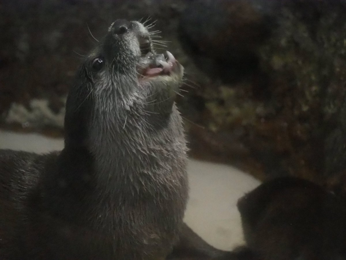 springsprigbane's tweet photo. 2026.10.17

もぐもぐ

#宮島水族館
#カワウソ　#コツメカワウソ　#otter https://t.co/ypxIuGfxv9
