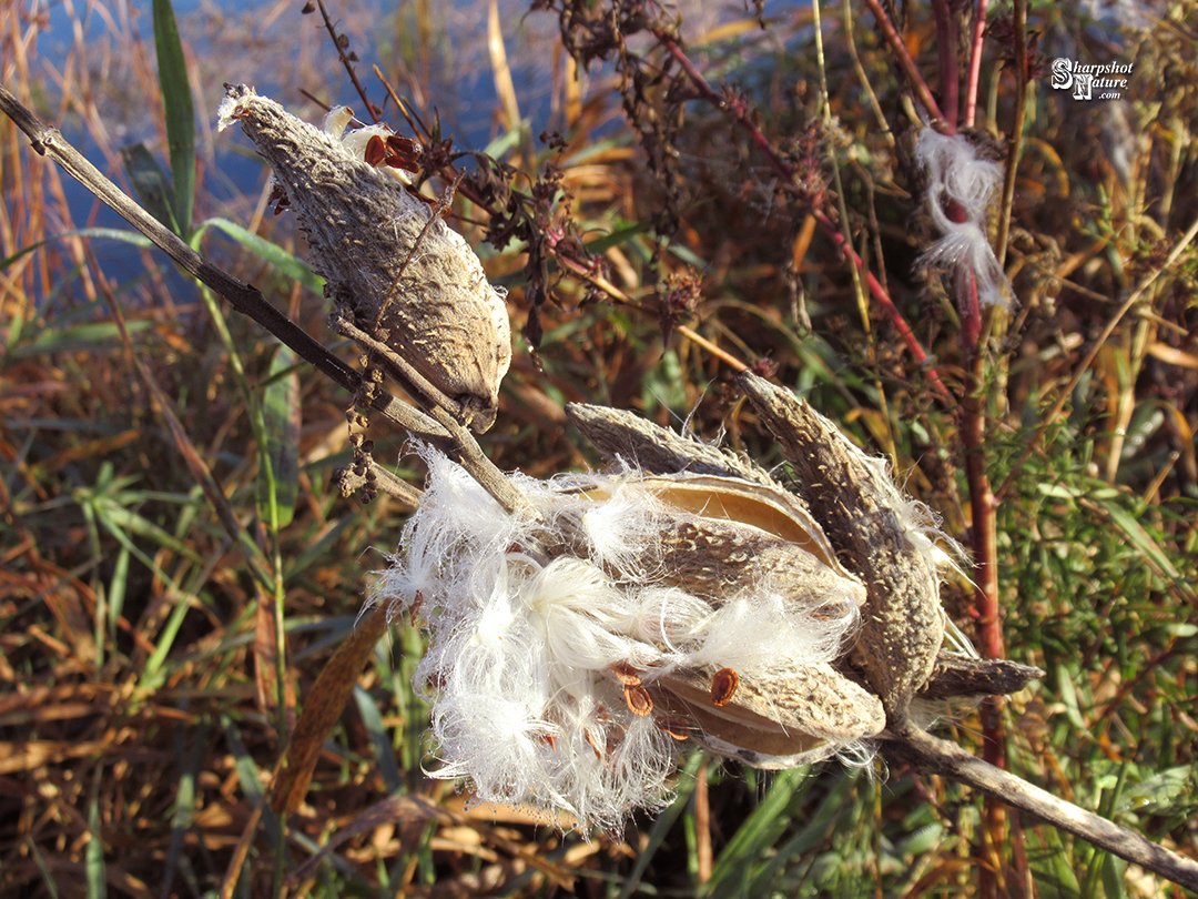 SharpshotNature's tweet photo. Sharpshot Nature .Com 02329-tod-041610 Milkweed Seedpod 
#sharpshotnature #milkweedseedpod #milkweed #seedpod #plant #leaf #lake #water #reflection #autumn #fallcolor #fall #nature #naturephotography #wildlife #wildlifephotography #photography https://t.co/NjFMSJiLPj
