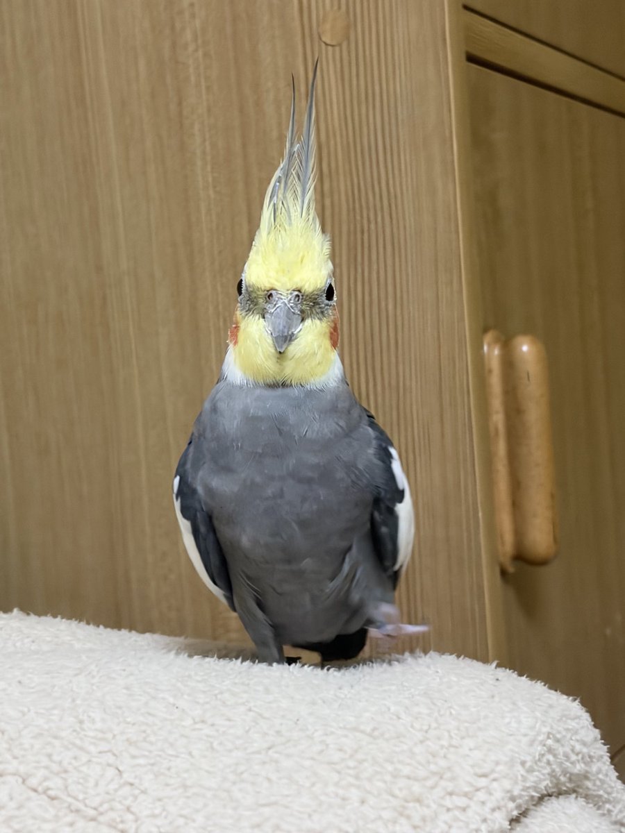 __20260921's tweet photo. 先日保護したオカメインコちゃん、我が家で引き取ることにいたしました！！
たくさんの拡散ありがとうございました🙇🏻‍♀️🙇🏻‍♀️ https://t.co/etXQUpS5N6