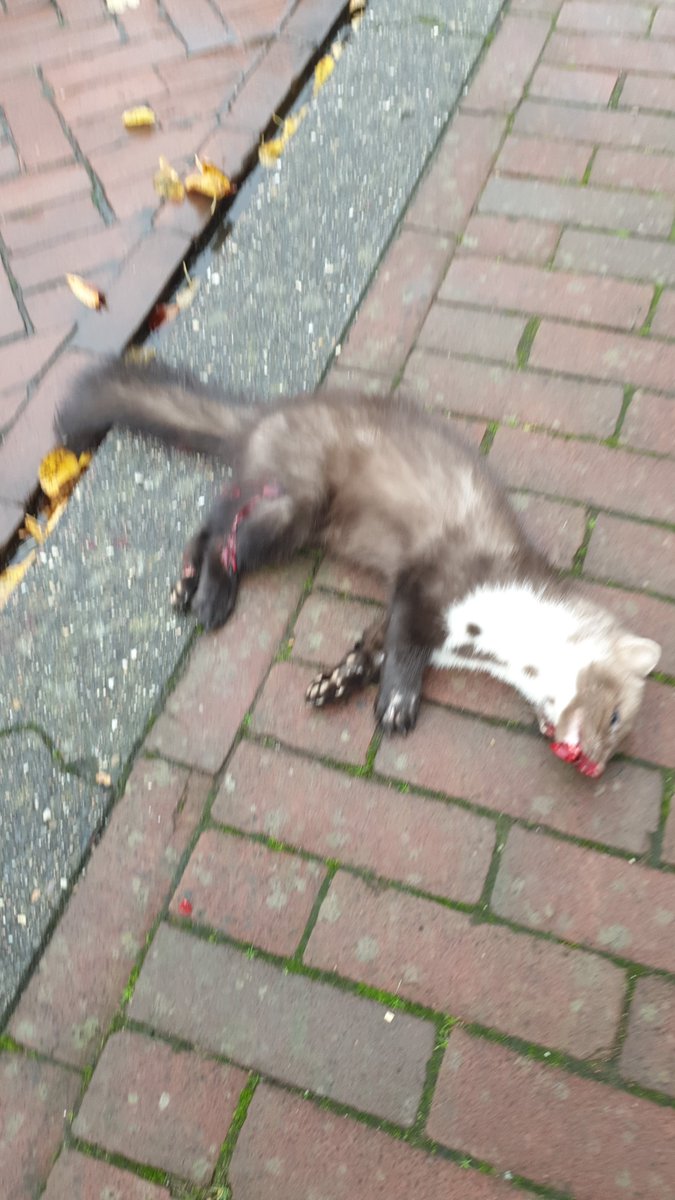UtGrun's tweet photo. Heeft de klap niet overleefd. Op Trottoir neergelegd en briefje erbij. Dierenambulance Groningen haalt hem/haar op. @DierenambuGroni https://t.co/Gw90K79WCa