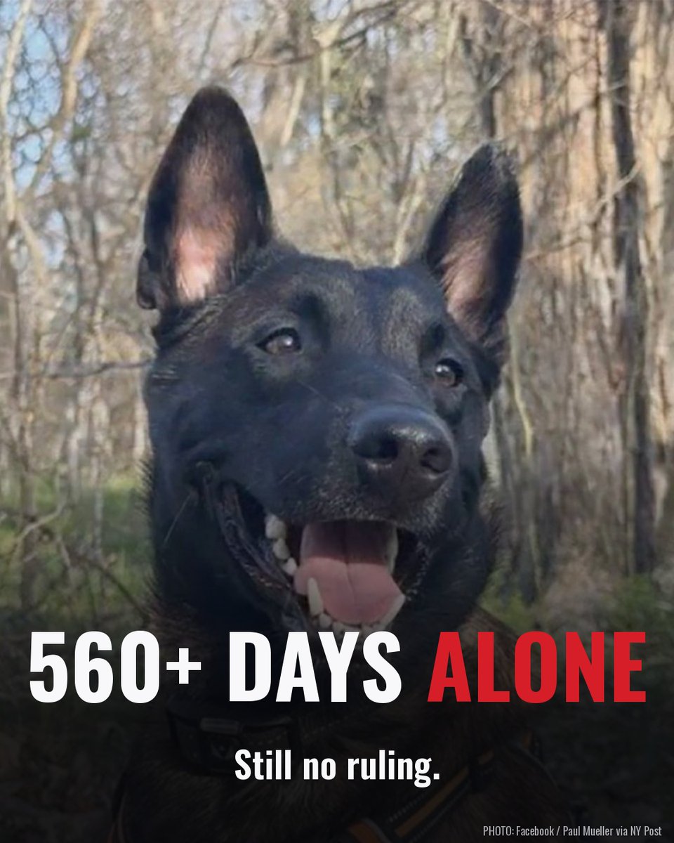 TheRealMadOx's tweet photo. Major has now spent more than 560 days alone in a kennel at Austin's animal shelter.

On Sept 29 a federal judge said he'd rule within 10 days on whether an outside expert can evaluate him. That was almost three weeks ago. The public court record still shows no ruling. Both sides agreed on Oct 7 to extend the order that stops the city from putting him down, so he's alive. And he's still sitting there with no human touch, waiting.

If you missed it, a driver hit Major on a walk in March 2025. Hurt and scared, he bit a woman who was trying to lift him into a car. His owner says Major helps him with a brain injury and seizures. Austin wants him put down. All his owner is asking for is an independent evaluation first.

More than 54,000 people have signed the petition to free him.

Call Mayor Kirk Watson's office at 512-978-2100 and ask the city to allow an independent evaluation of Major before anyone makes this permanent.

Should a hurt, terrified dog die for what he did in the worst moment of his life?

#SaveMajor
