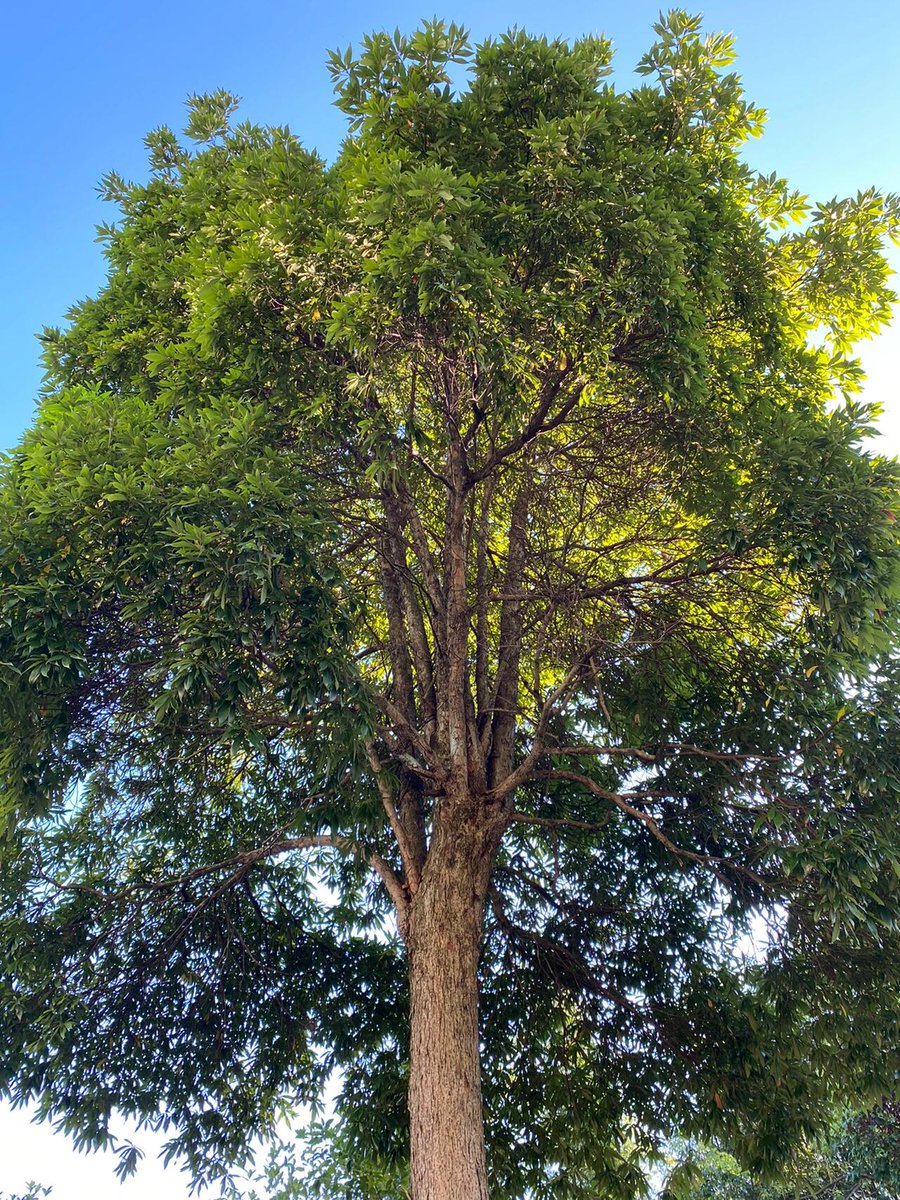 farag_bela58991's tweet photo. [This lush, slightly thick young tree stands tall, crowned with vigorous growth, ready to embark on its journey—no tedious delays, just thriving vitality!]， https://t.co/8biCwPglNx