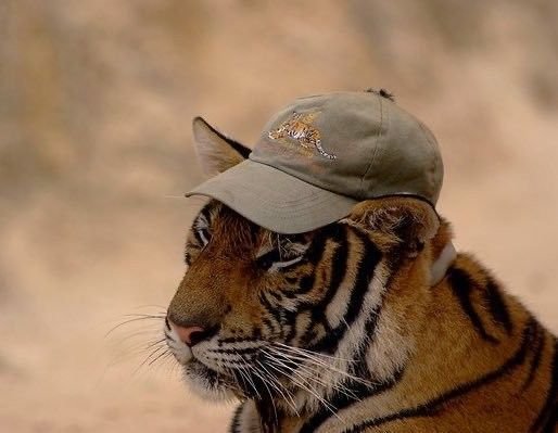 CatReviewer's tweet photo. cats in hats https://t.co/3OKxXUyRuc