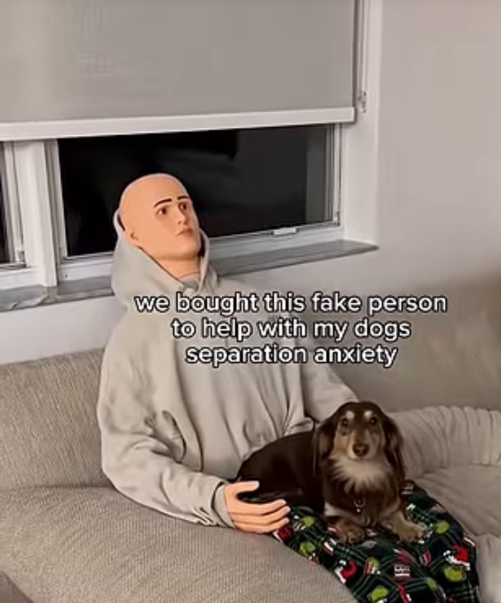 toppleovr's tweet photo. lars lindstrom as a dog https://t.co/Kl1szYcT4k