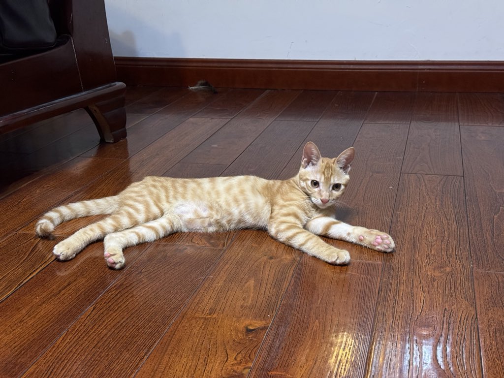 dyyeeuisim's tweet photo. 刚刚猫屁眼沾屎 给他强制摁着擦屁眼 没擦掉 他屁眼缩起来了 但是打湿了屁股毛 他自己舔掉了 现在他嘴里有屎了 https://t.co/zIzLG24UIK